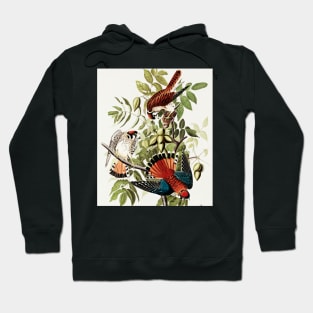 Bird of America  Bird, bird lover, america, beautiful  Public domain painting by John James Audubon Hoodie